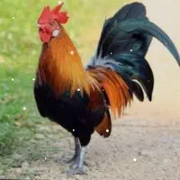 خروس