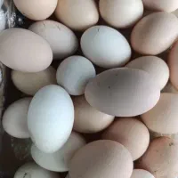 انواع تخم محلی فقط دونه ای ۲۵ هزارتومان