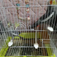 عروس هلندی نر و ماده معاوضه با کفتر|پرنده|مشهد, شهید قربانی|دیوار