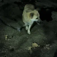 توله 5ماهه سرابی اصل نر|سگ|سرعین, |دیوار