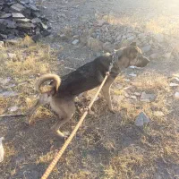 سگ گله ای از نسل کتف شکسته عراق