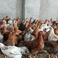 نیمچه مرغ محلی گلپایگان طاقچه