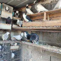 کبوتر.طوقی.زاغ‌.رنگی|پرنده|میناب, |دیوار