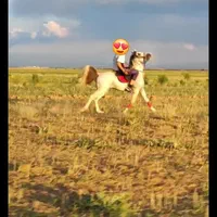 اسب نریان عرب|اسب و تجهیزات اسب‌سواری|تهران, آرژانتین|دیوار
