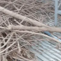 چوب و شاخه درخت توت