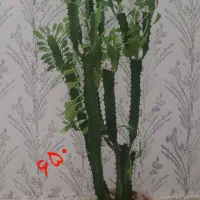 گل وگیاه طبیعی|گل و گیاه طبیعی|سرپل ذهاب, |دیوار