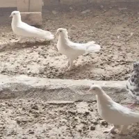 کبوتر|پرنده|تفت, |دیوار