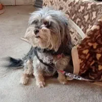 سگ شیتزو خانگی|سگ|تبریز, |دیوار