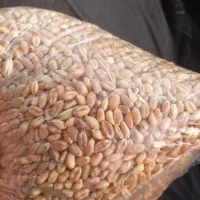 گندم مخصوص خوراک دام و آرد