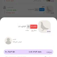 ماده پلاکی نشسته|پرنده|دشتابی, |دیوار