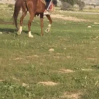 نریون پرخون