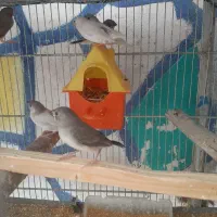 فنچ و طوطی|پرنده|رباط‌کریم, انجم آباد|دیوار