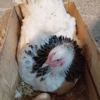 دوتا مرغ ویک خروس برهما|حیوانات مزرعه|سنگر, |دیوار