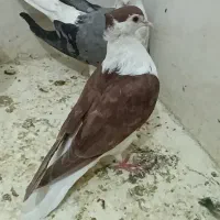 جوجه شیرازی سرخ کاکولی ۵ یا ۶ پری و سبز