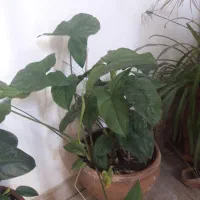 گل گیاه آپارتمانی