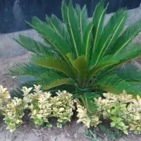 خدمات باغبانی و گل کاری|خدمات باغبانی و درختکاری|قم, سالاریه|دیوار