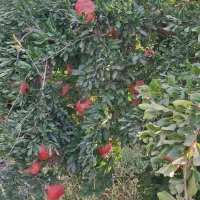 انار|خوردنی و آشامیدنی|شیراز, احمدی جنوبی|دیوار