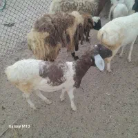 سلام دوستان نری وبره شهر|حیوانات مزرعه|قشم, |دیوار