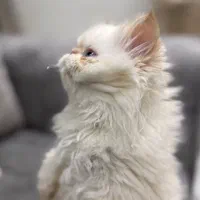 بچه گربه هیمالیا رد نویز|گربه|کیش, |دیوار