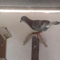 کبوتر|پرنده|شیراز, تندگویان|دیوار