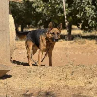 سگ نژاد ژرمن|سگ|سقز, |دیوار