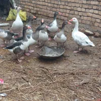 غاز فرشی|حیوانات مزرعه|خرمآباد, |دیوار