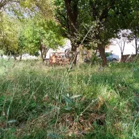 کارگر میخوام واسه لوبیا