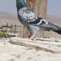 کبوتر|پرنده|بیرجند, |دیوار
