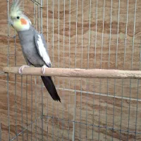 عروس هلندی توسی