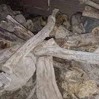 خریدار چوب باغی|خدمات باغبانی و درختکاری|بیرجند, |دیوار