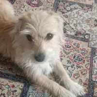 توله دوساله واگذاری