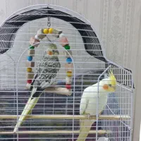 عروس|پرنده|رباط‌کریم, رباط‌کریم|دیوار