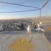 ۲۰تا کفتر پرشی