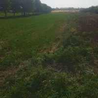 سرارود۱۰۰۰ متر زمین مربعی|فروش زمین و ملک کلنگی|کرمانشاه, |دیوار
