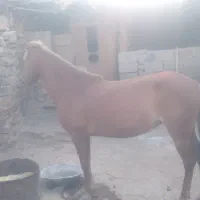 مادیون