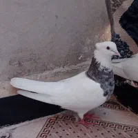 کبوتر فروشی