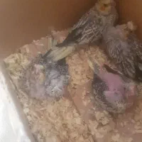 باسلام تعدادی جوجه عروس سرلاکی