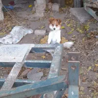 سگ پاکوتا گمشده|حیوانات|گوگان, |دیوار