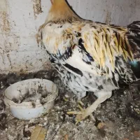 خروس محلی دورگ|حیوانات مزرعه|مرزنآباد, |دیوار