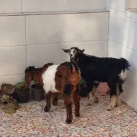 فروش دوعدد بز  جوان نر وماده