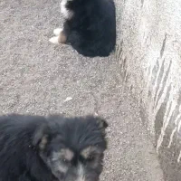 سگ هاسکی دورگه|سگ|سیرجان, |دیوار