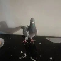 کفتر دورگ مگسی قلدر