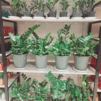 فروش ویژه زامیفولیا سبز (به قیمت تولیدی)