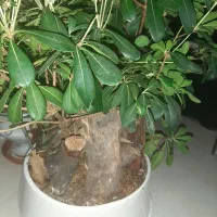 گلدان بن سای