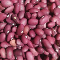 لوبیا قرمز محلی