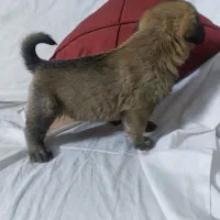 سگ نژاد پژدر کردستان