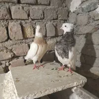 یک جفت کبوتر طوقی