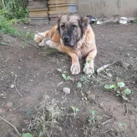 سگ سراب نر و ماده ذات قدیم.