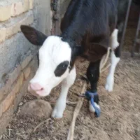 گاوشیری باگوساله نر خارجی|حیوانات مزرعه|زابل, |دیوار