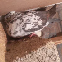 کبوتر|پرنده|خزل, |دیوار